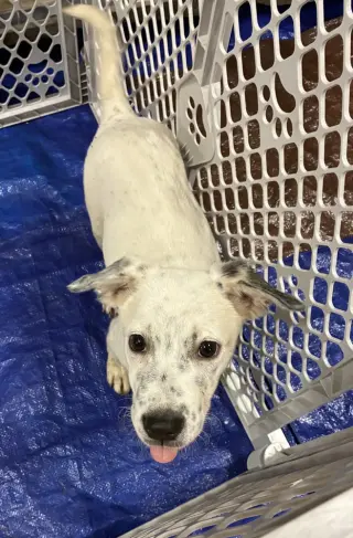 Fiona