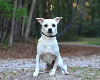 Georgie