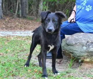 Dylan