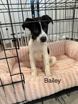 Bailey