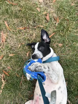 Toby
