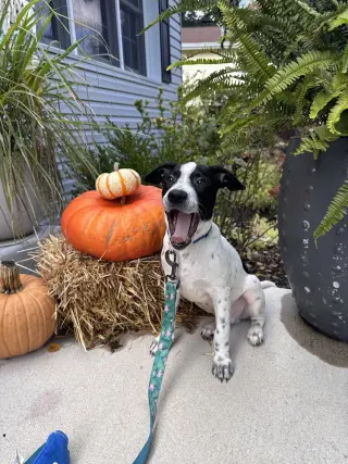 Toby