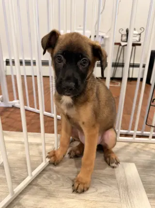 Bowie