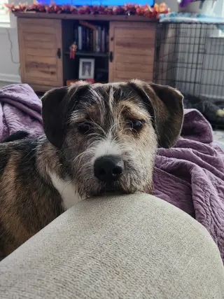 Whiskers