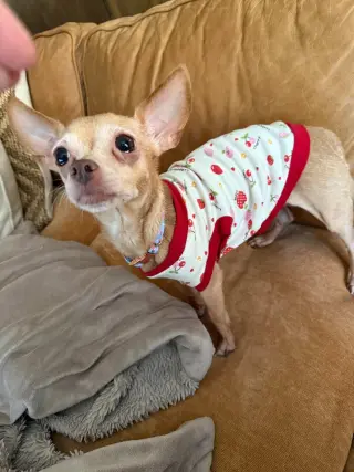 Taco