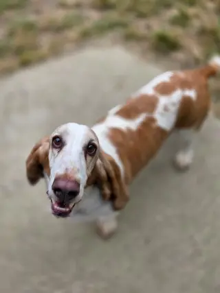 Frank