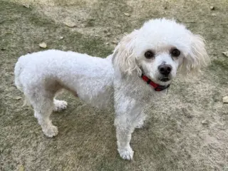 Elvis