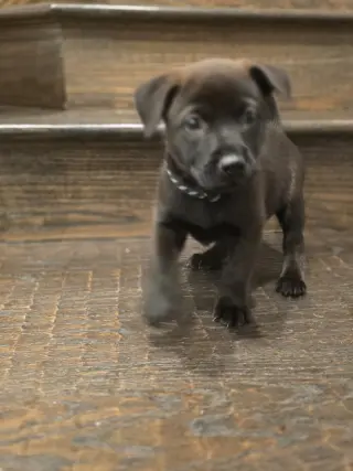 Grizzly