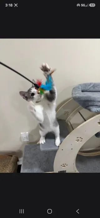 Dorito