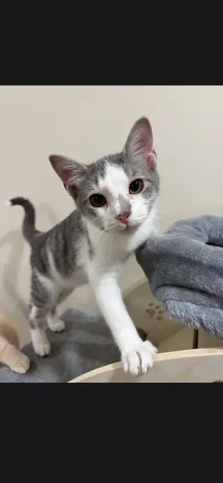 Dorito