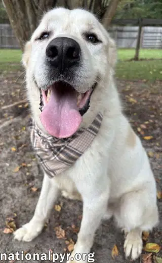 Bear in GA - Snuggly & Easygoing!
