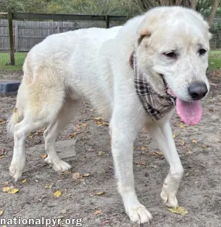 Bear in GA - Snuggly & Easygoing!