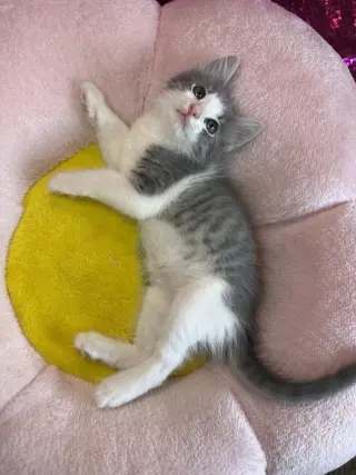 Fancy