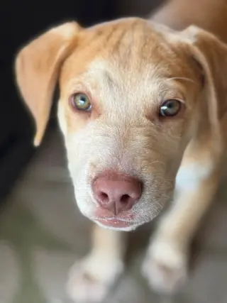 Zev