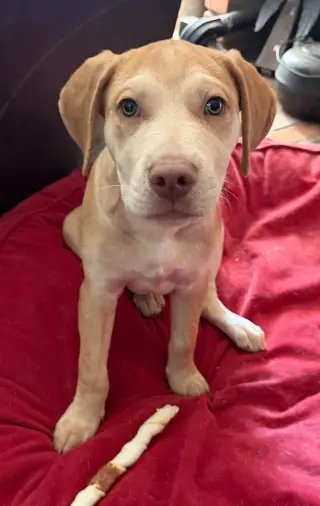 Zev