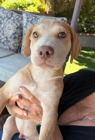 Zev