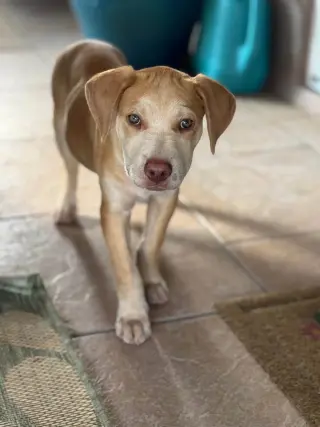 Zev