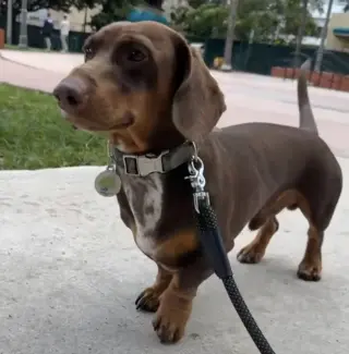 Mylo (in Miami, FL)
