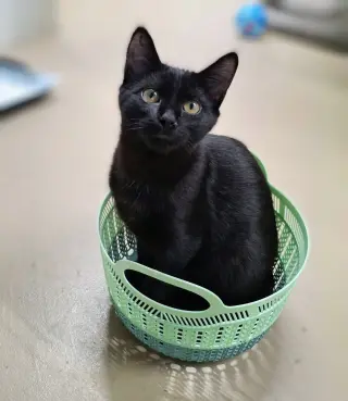 Lyra
