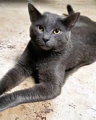 Nigel