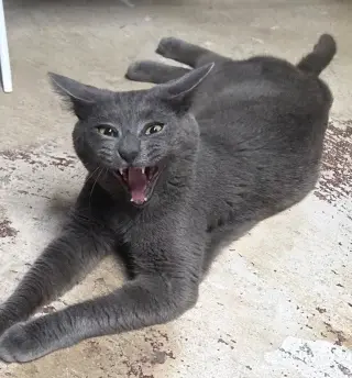 Nigel