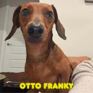 Otto Franky