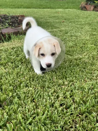 Ranger