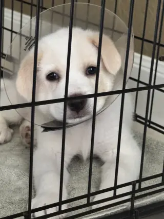 Ranger