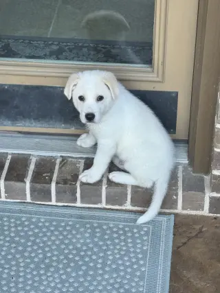 Ranger
