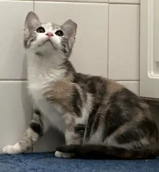 Sandie