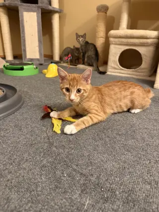 Ziggy