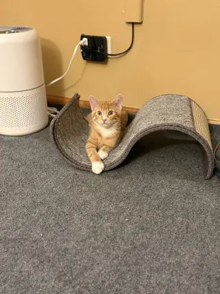 Ziggy