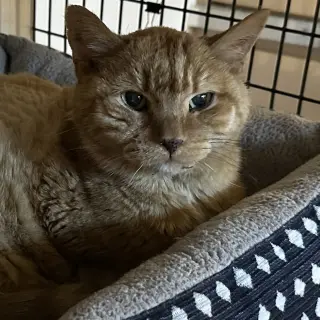 Diego