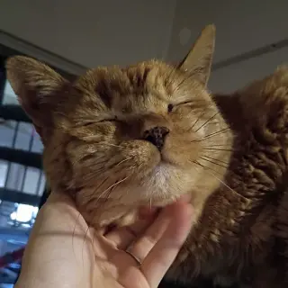 Diego