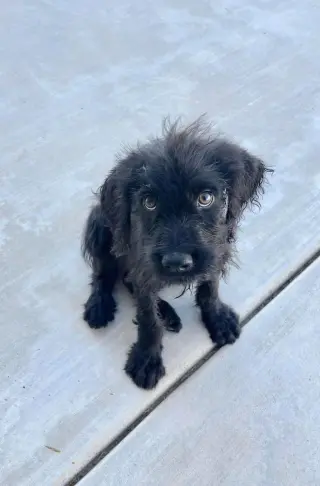 Ozzy