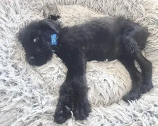 Ozzy