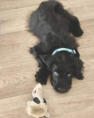 Ozzy
