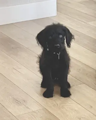 Ozzy