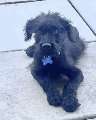 Ozzy