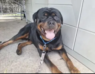 Gunner