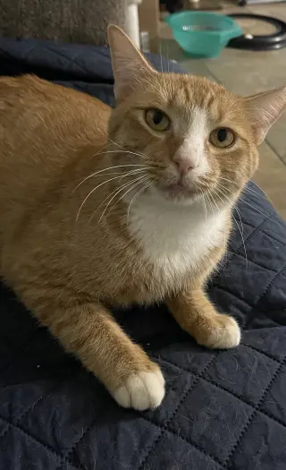 Wally