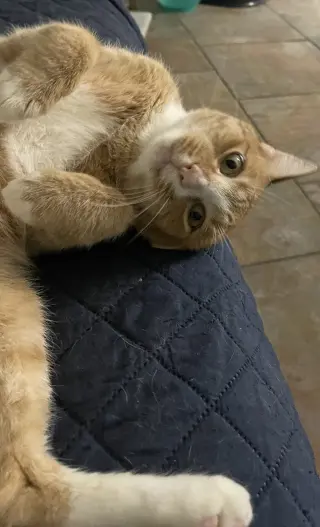 Wally
