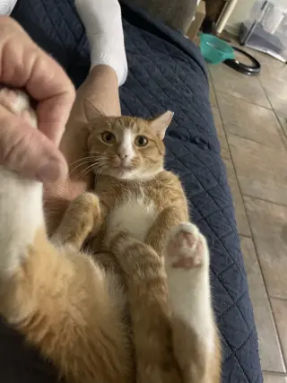 Wally