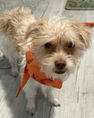 Teddy