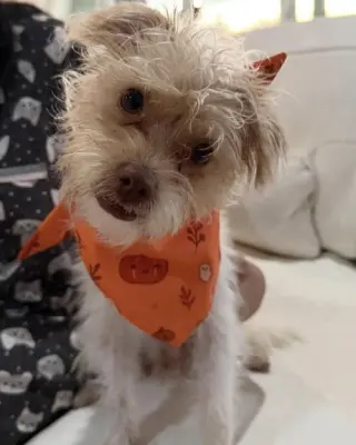 Teddy