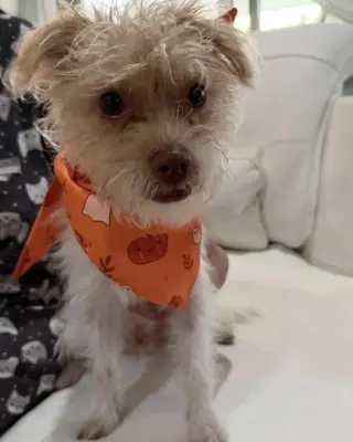 Teddy