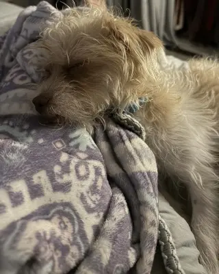 Teddy