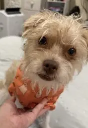 Teddy