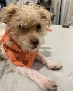 Teddy