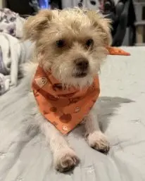 Teddy